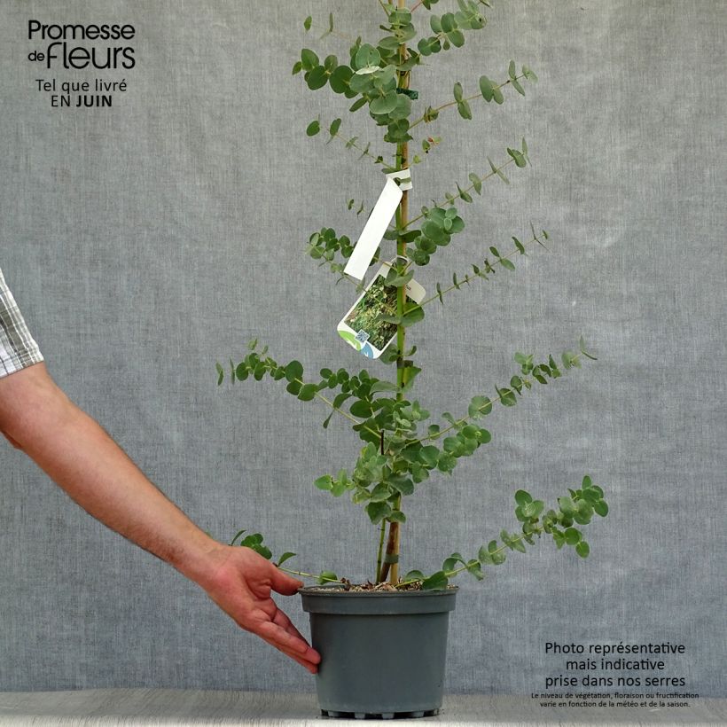 Spécimen de Eucalyptus parviflora - Gommier à petites feuilles Godet de 8/9 cm tel que livré en été
