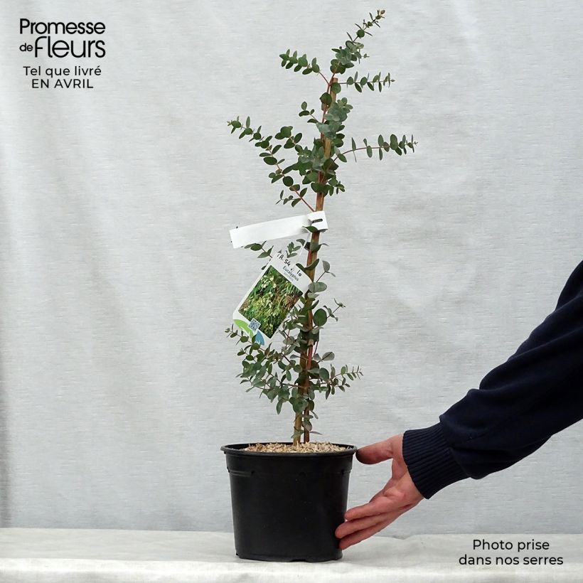 Spécimen de Eucalyptus parviflora - Gommier à petites feuilles tel que livré au printemps
