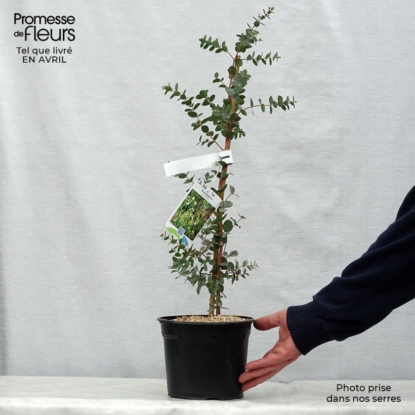 Spécimen de Eucalyptus parviflora - Gommier à petites feuilles Godet de 9 cm tel que livré au printemps