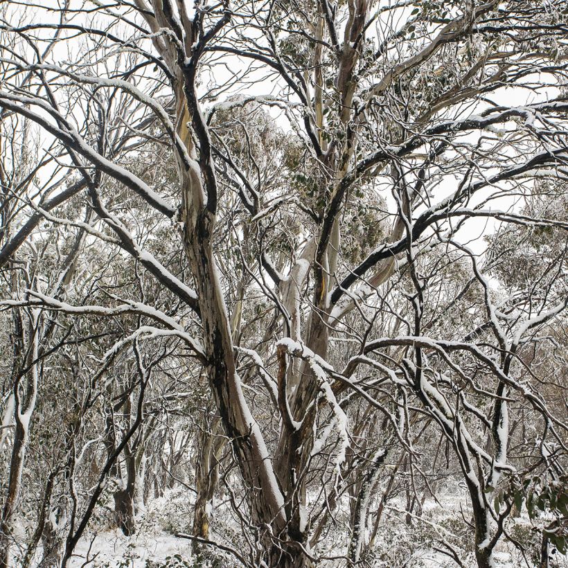 Eucalyptus pauciflora subsp. debeuzevillei Mt Selwyn - Gommier de Jounama (Port)