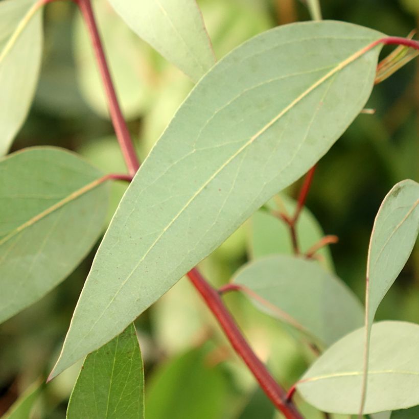 Eucalyptus pauciflora subsp. niphophila Mt Bogong - Gommier des neiges (Feuillage)