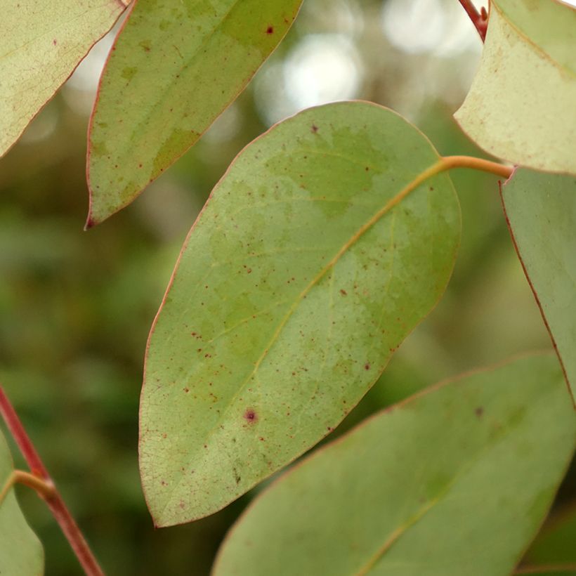 Eucalyptus pauciflora subsp. pauciflora Buffalo - Gommier des neiges (Feuillage)