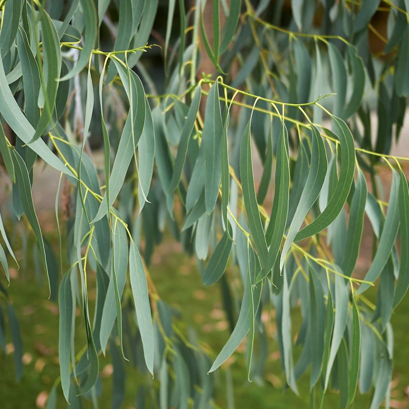 Eucalyptus perriniana - Gommier de Perrin (Feuillage)
