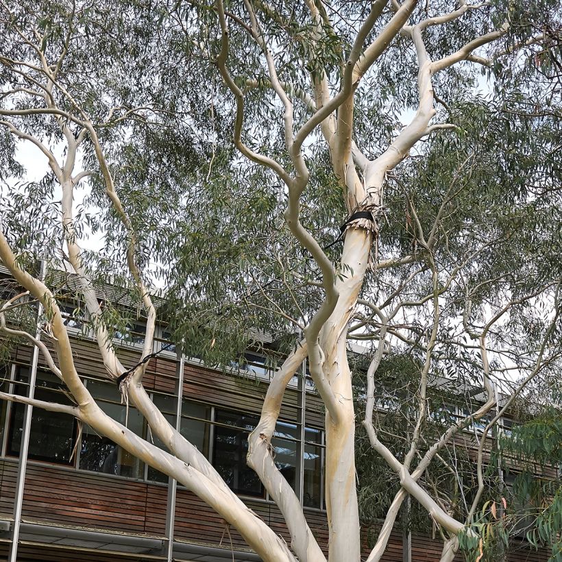 Eucalyptus perriniana - Gommier de Perrin (Port)