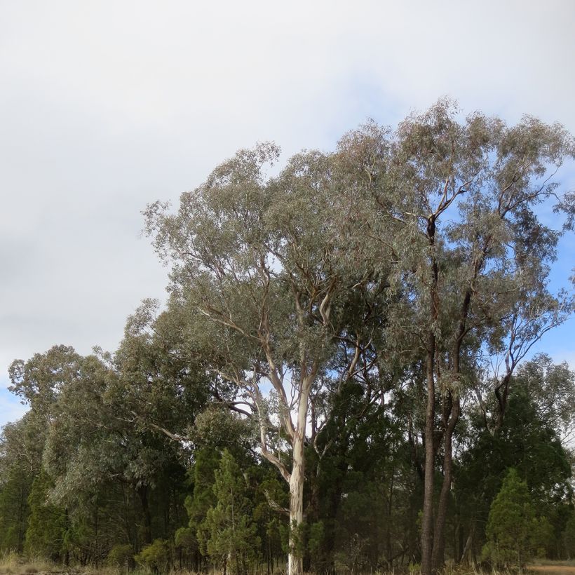 Eucalyptus polyanthemos - Gommier florifère (Port)