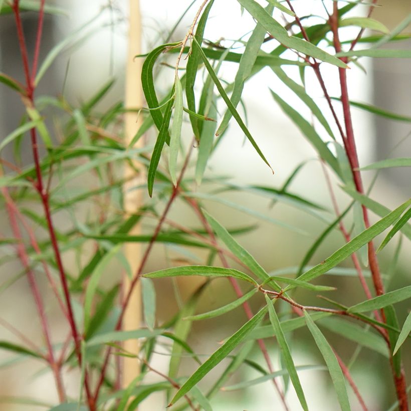 Eucalyptus pulchella - Gommier menthe poivrée blanche (Feuillage)