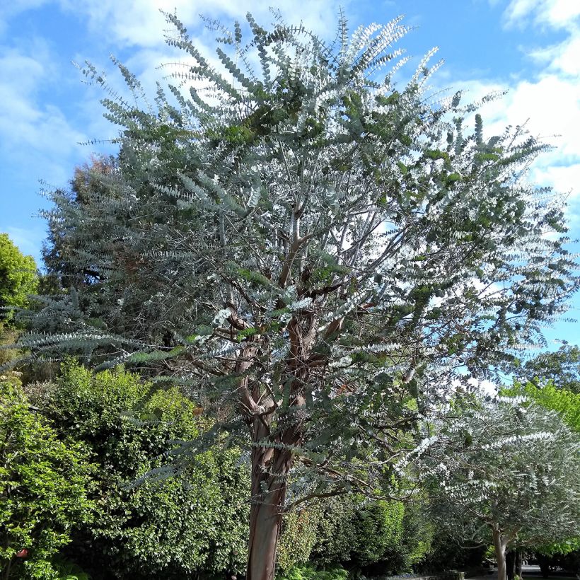 Eucalyptus pulverulenta - Gommier argenté (Port)