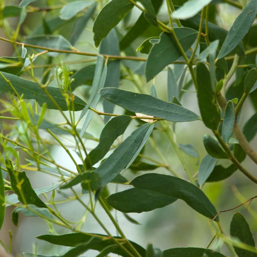 Eucalyptus rodwayi - Eucalyptus ou Gommier des marais (Feuillage)