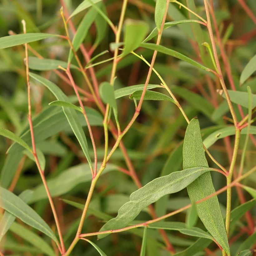 Eucalyptus rodwayi - Eucalyptus ou Gommier des marais (Feuillage)