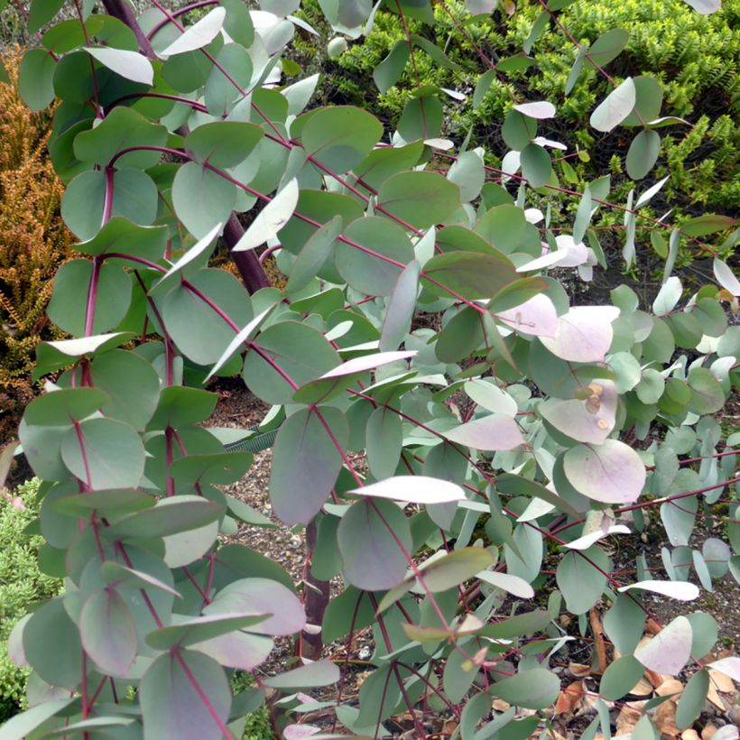 Eucalyptus rubida - Gommier chandelle ou à ruban, Gommier blanc (Feuillage)