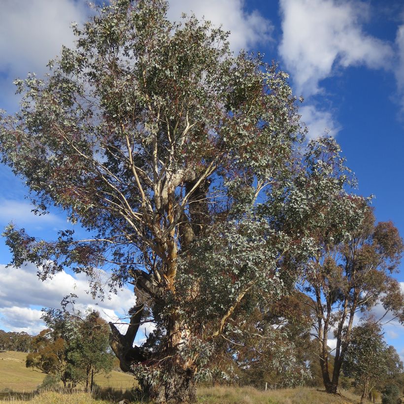 Eucalyptus rubida - Gommier chandelle ou à ruban, Gommier blanc (Port)