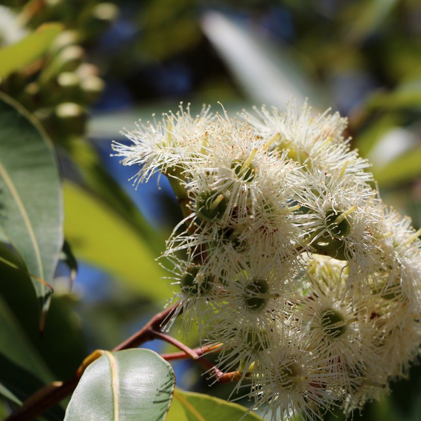 Eucalyptus scoparia - Gommier blanc de Wallangarra (Floraison)