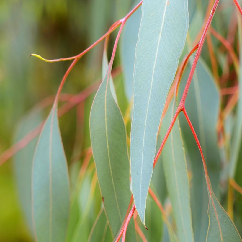 Eucalyptus sideroxylon - Eucalyptus à écorce de fer (Feuillage)