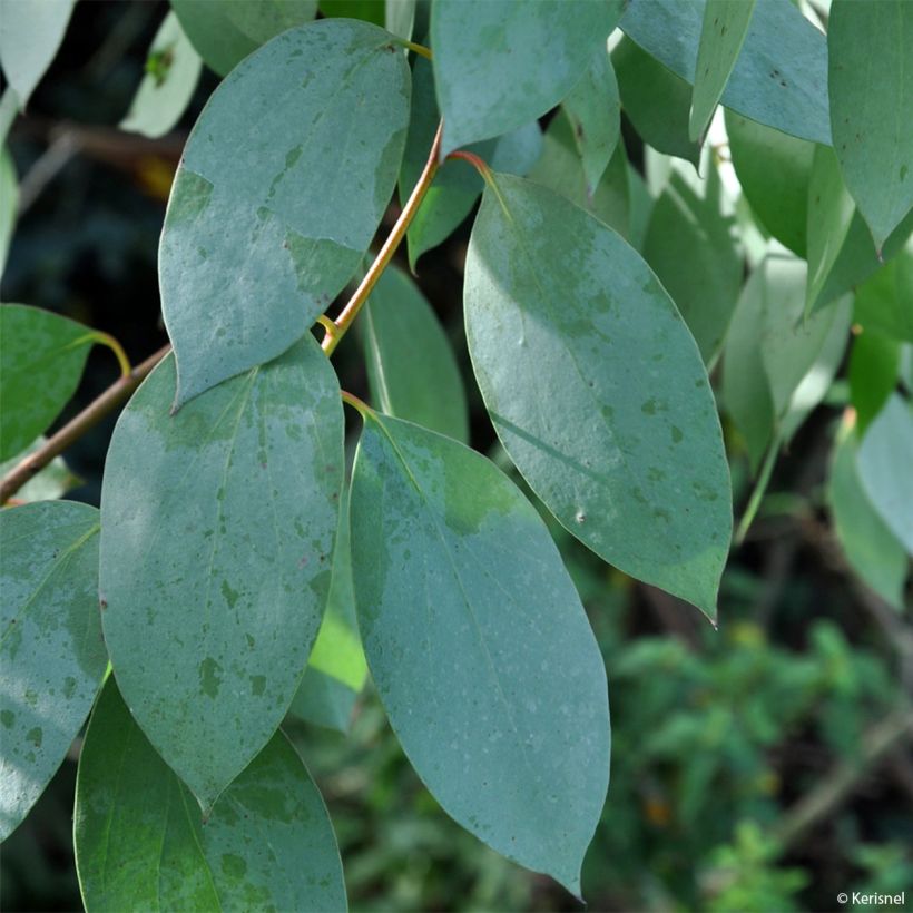 Eucalyptus stellulata (Feuillage)