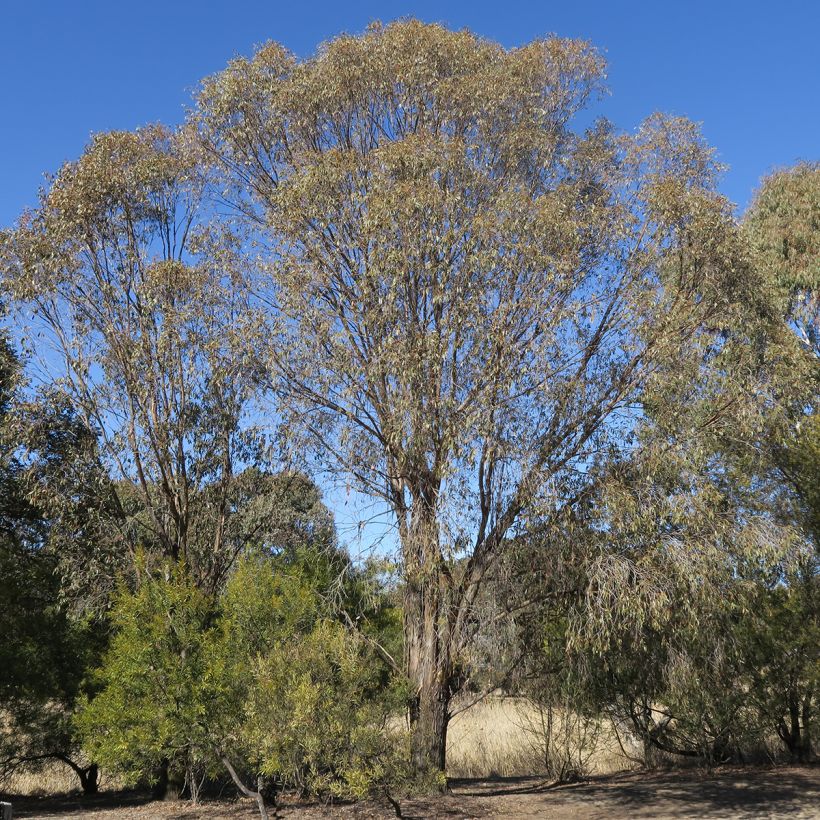 Eucalyptus stellulata Kiandra - Gommier (Port)