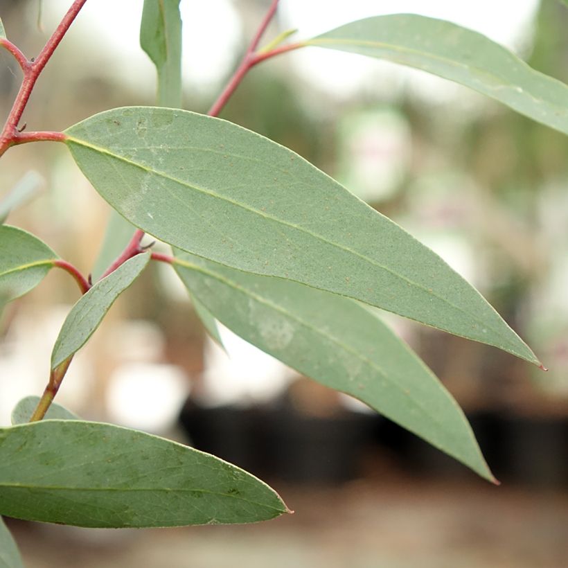 Eucalyptus tetraptera - Mallée à quatre ailes ou à fruits carrés (Feuillage)