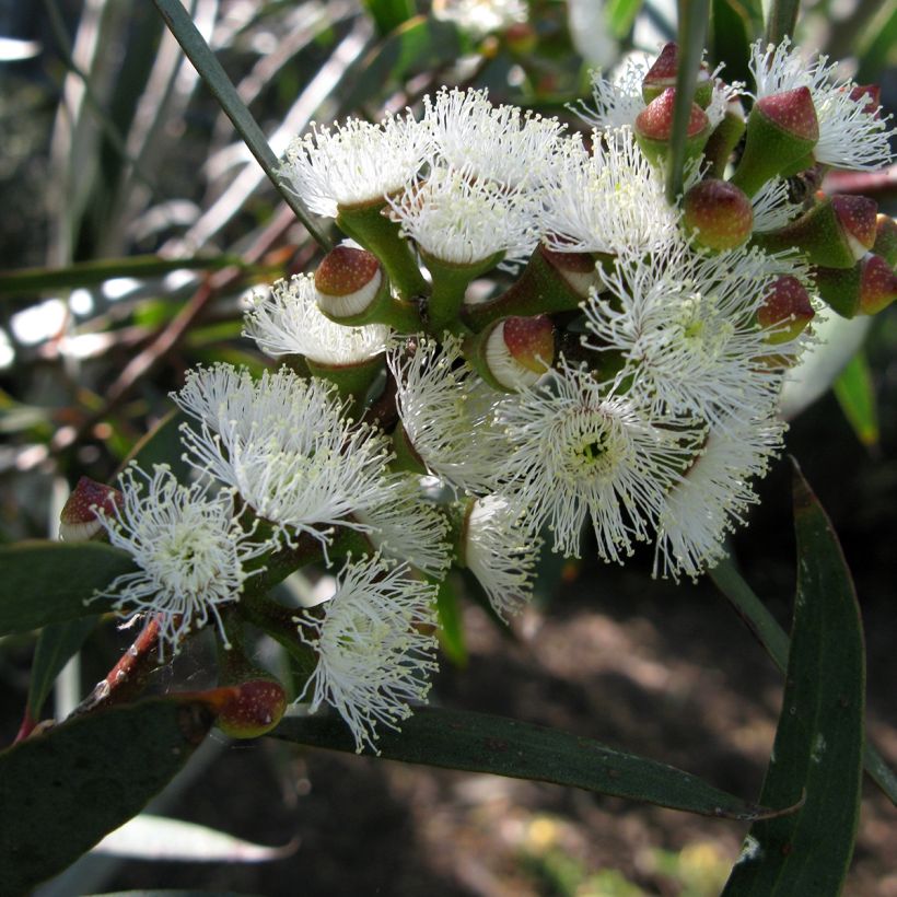Eucalyptus gregsoniana ou pauciflora var. nana - Gommier des neiges (Floraison)