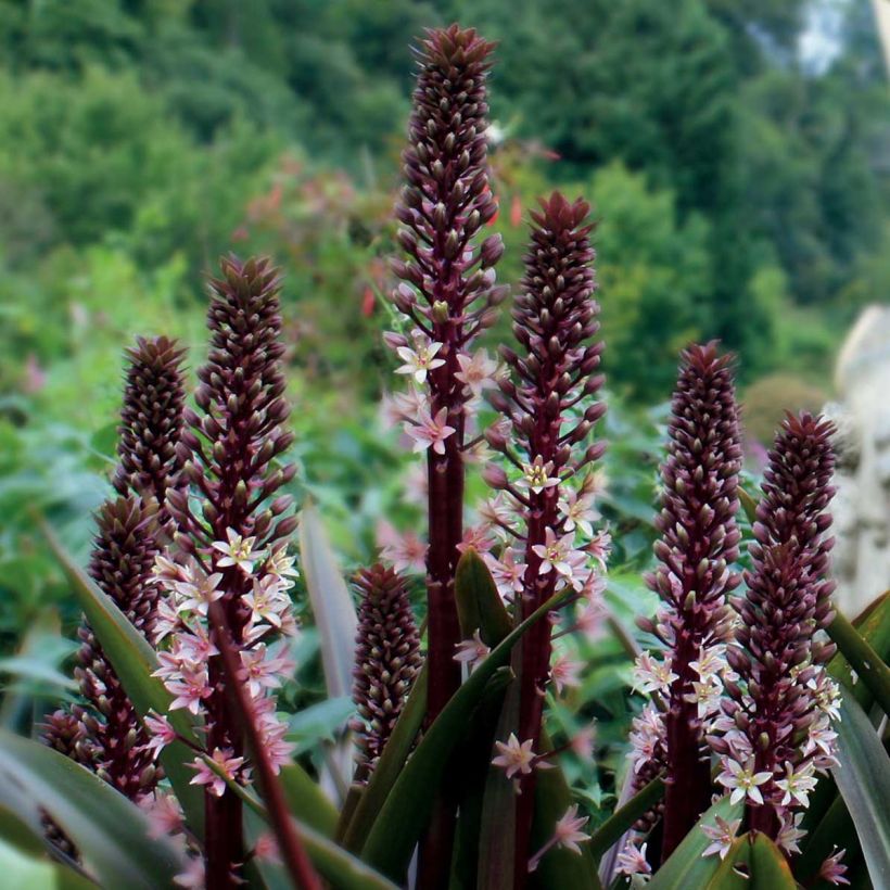 Eucomis comosa Sparkling Rosy®  - Eucomide rose  (Port)