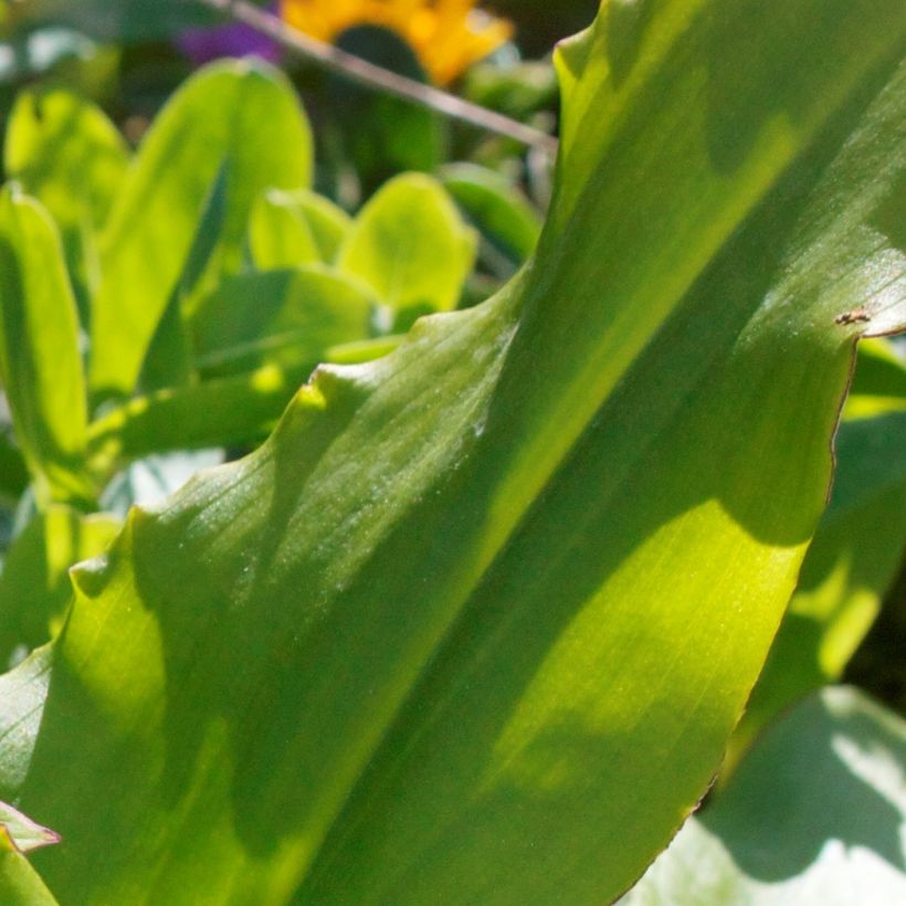 Eucomis autumnalis - Eucomide (Feuillage)