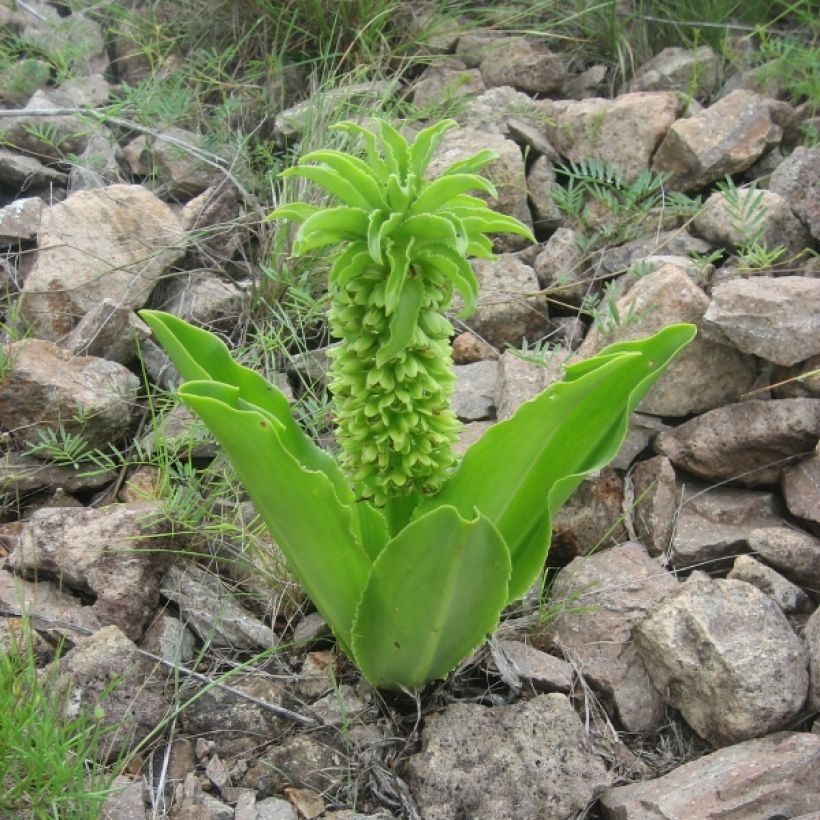 Eucomis autumnalis - Eucomide (Port)