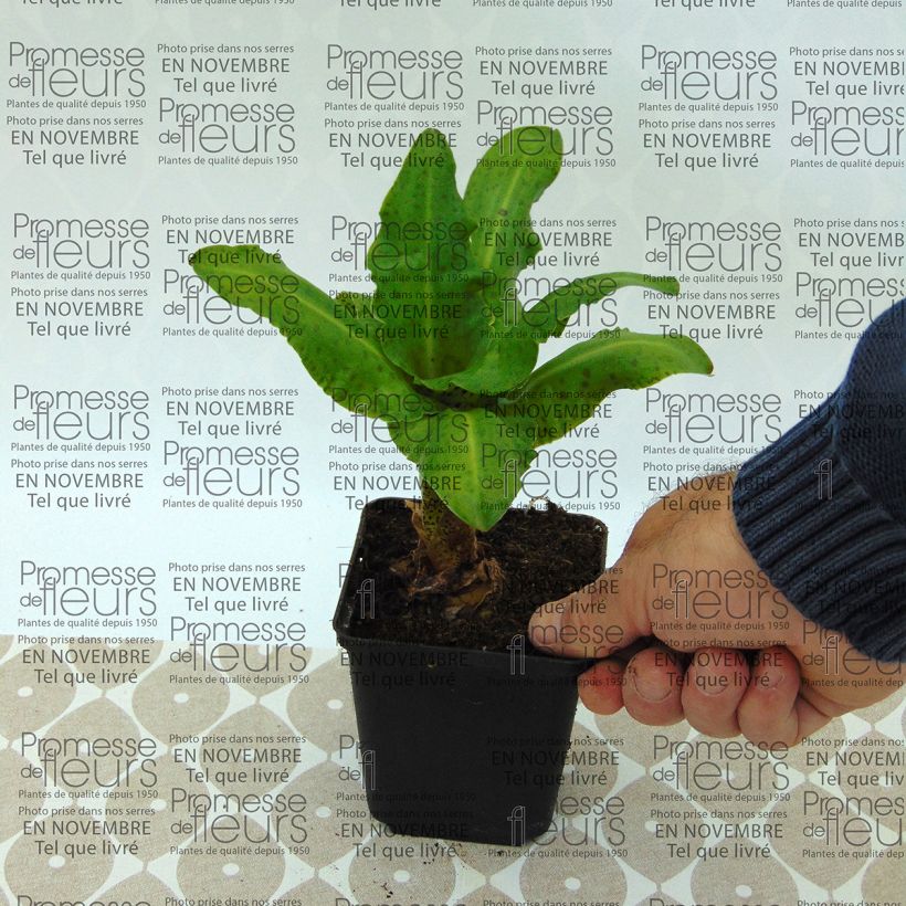 Exemple de spécimen de Eucomis bicolor alba Bulbe calibre 16+ tel que livré