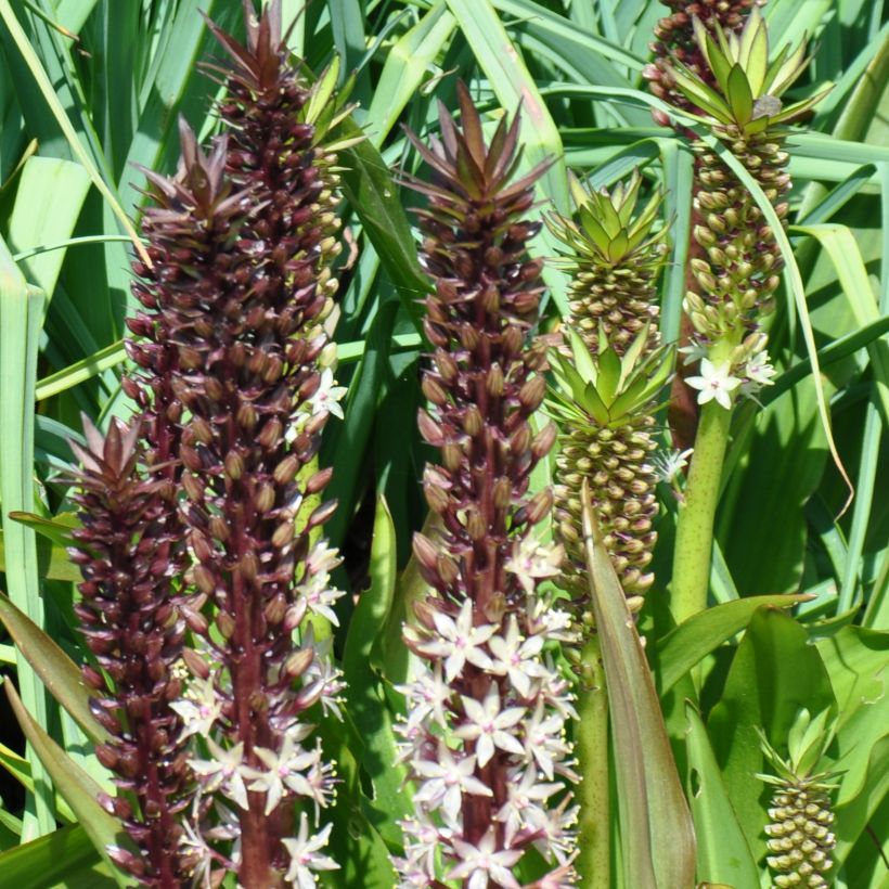 Eucomis comosa Sparkling Burgundy®  - Eucomide rose à feuillage pourpre (Port)