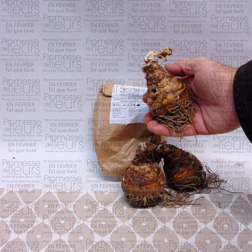 Exemple de spécimen de Eucomis comosa Sparkling Burgundy®  - Eucomide rose à feuillage pourpre tel que livré