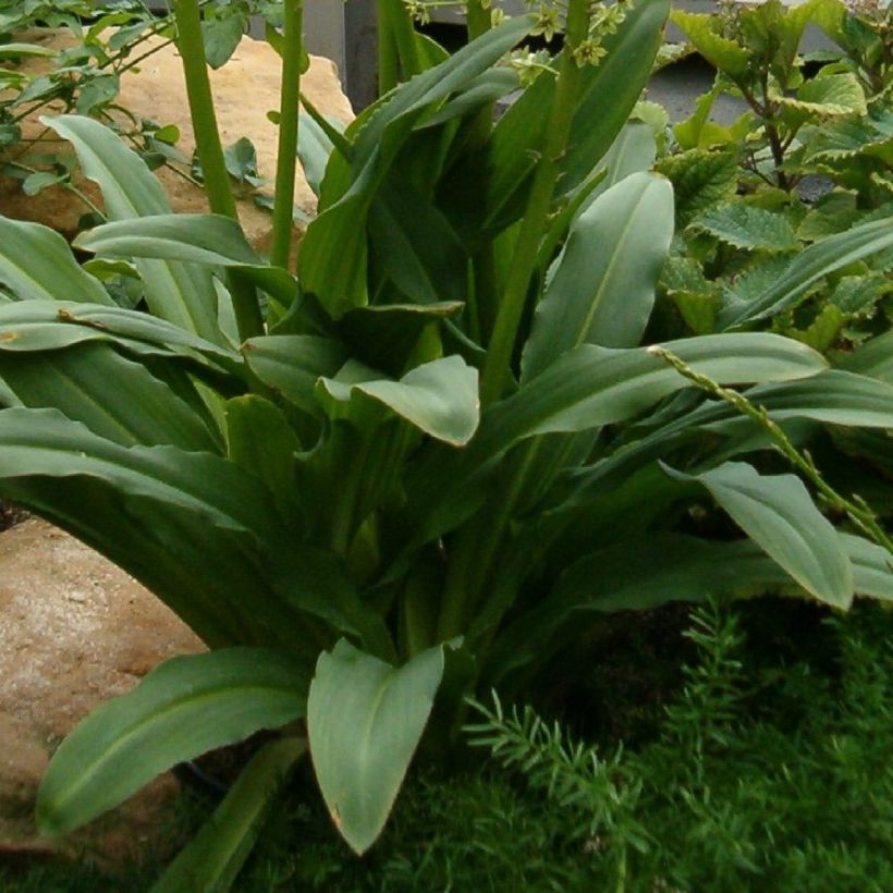 Eucomis pole-evansii - Eucomide blanche à coeur mauve. (Feuillage)