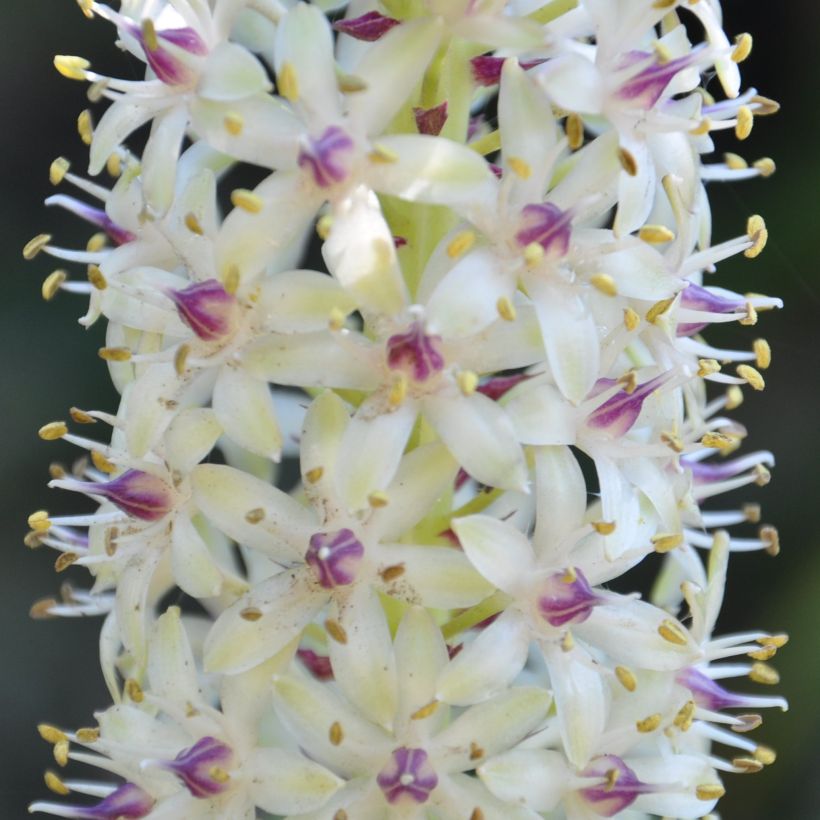 Eucomis pole-evansii - Eucomide blanche à coeur mauve. (Floraison)