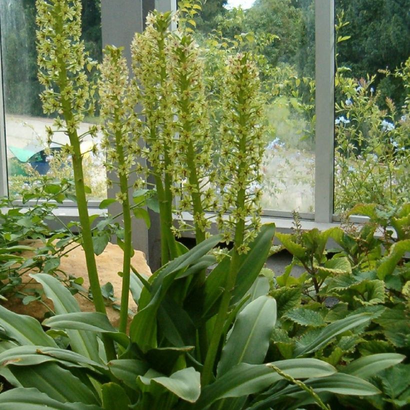 Eucomis pole-evansii - Eucomide blanche à coeur mauve. (Port)