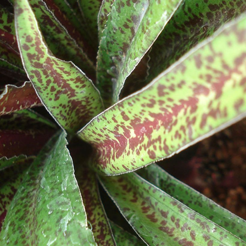 Eucomis vandermerwei - Eucomide panachée  (Feuillage)