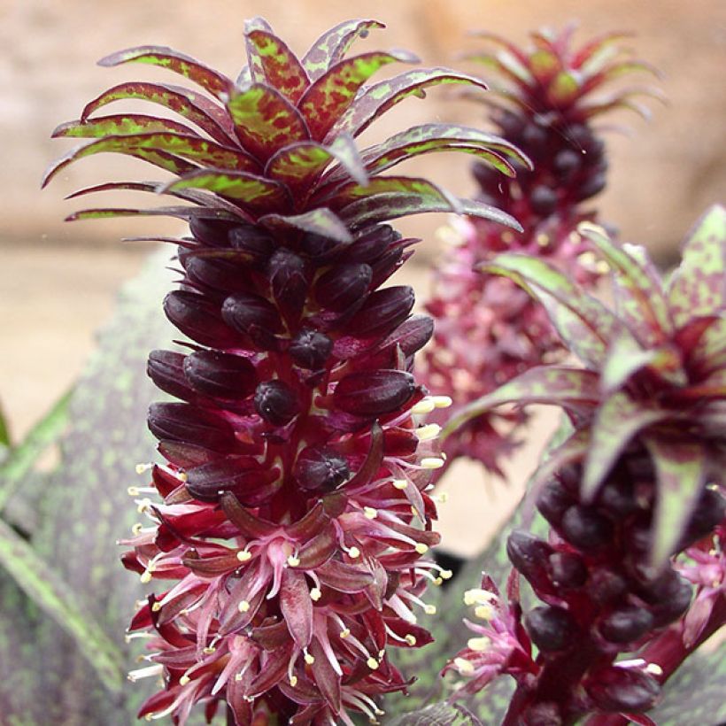 Eucomis vandermerwei - Eucomide panachée  (Floraison)