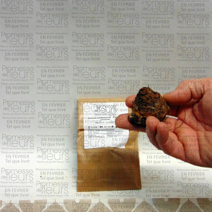 Exemple de spécimen de Eucomis vandermerwei - Eucomide panachée  tel que livré