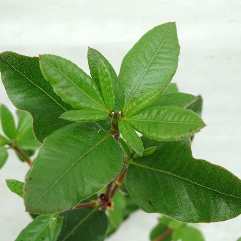 Eucryphia intermedia Rostrevor (Feuillage)