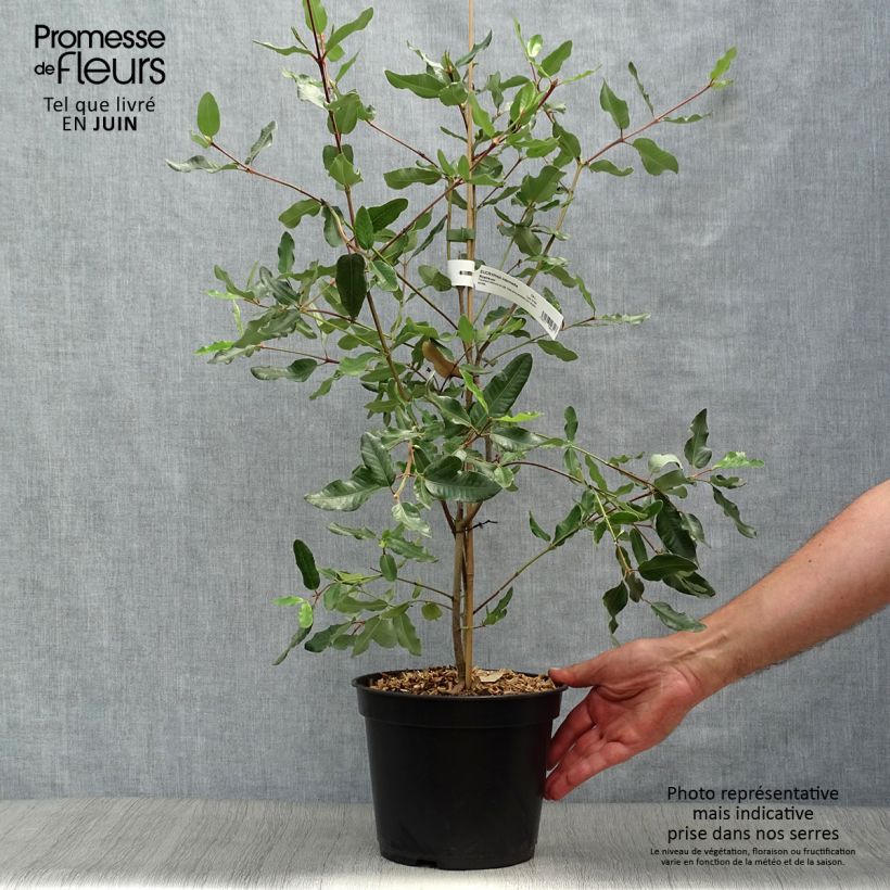 Spécimen de Eucryphia intermedia Rostrevor Pot de 3L/4L tel que livré en été