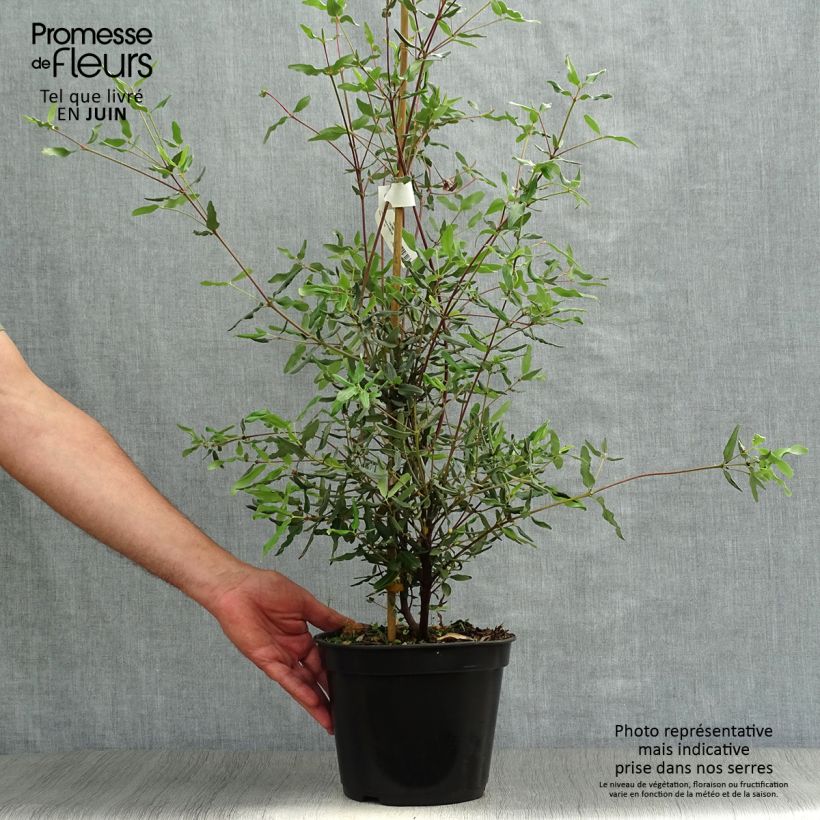 Spécimen de Eucryphia lucida Ballerina Pot de 4L/5L tel que livré en été