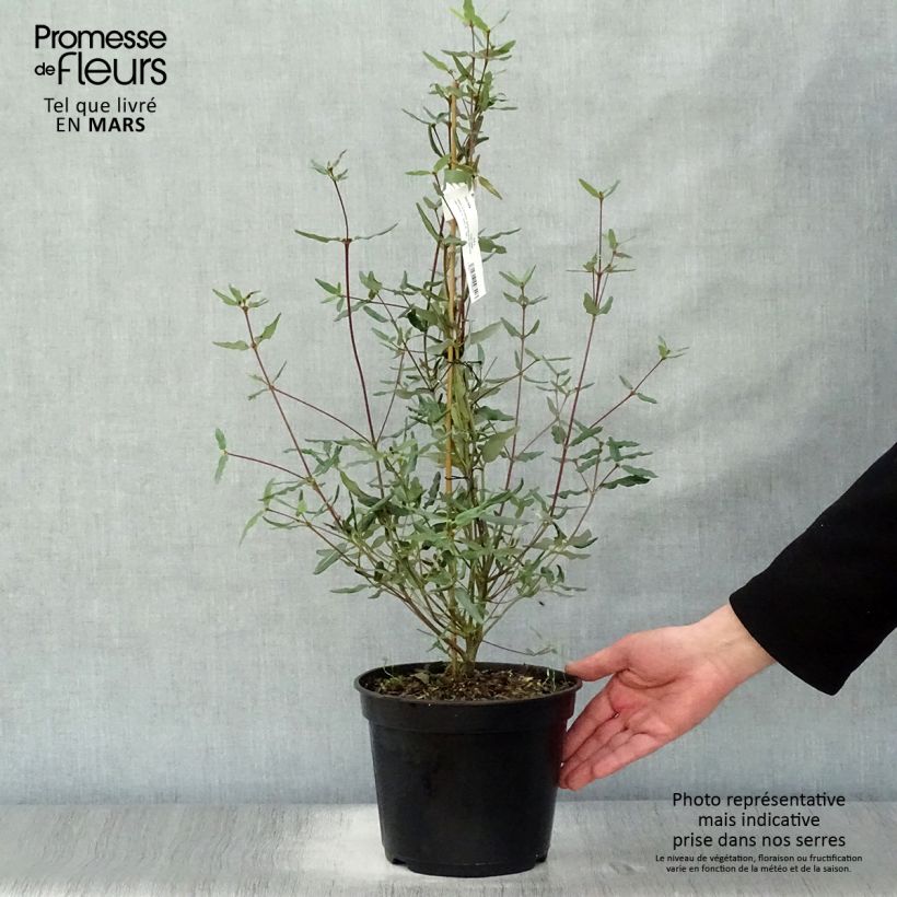 Spécimen de Eucryphia lucida Ballerina Pot de 4L tel que livré au printemps