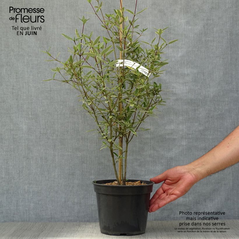 Spécimen de Eucryphia lucida Gilt Edge - Eucryphia luisant Pot de 4L/5L tel que livré en été