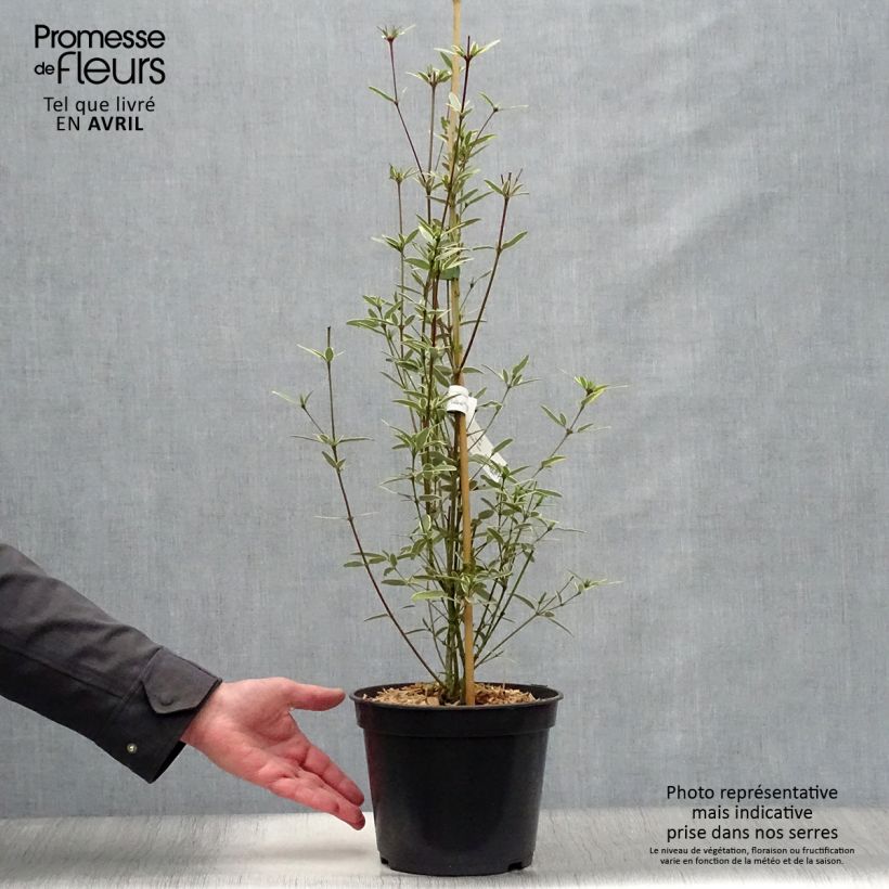 Spécimen de Eucryphia lucida Gilt Edge - Eucryphia luisant Pot de 4L tel que livré au printemps
