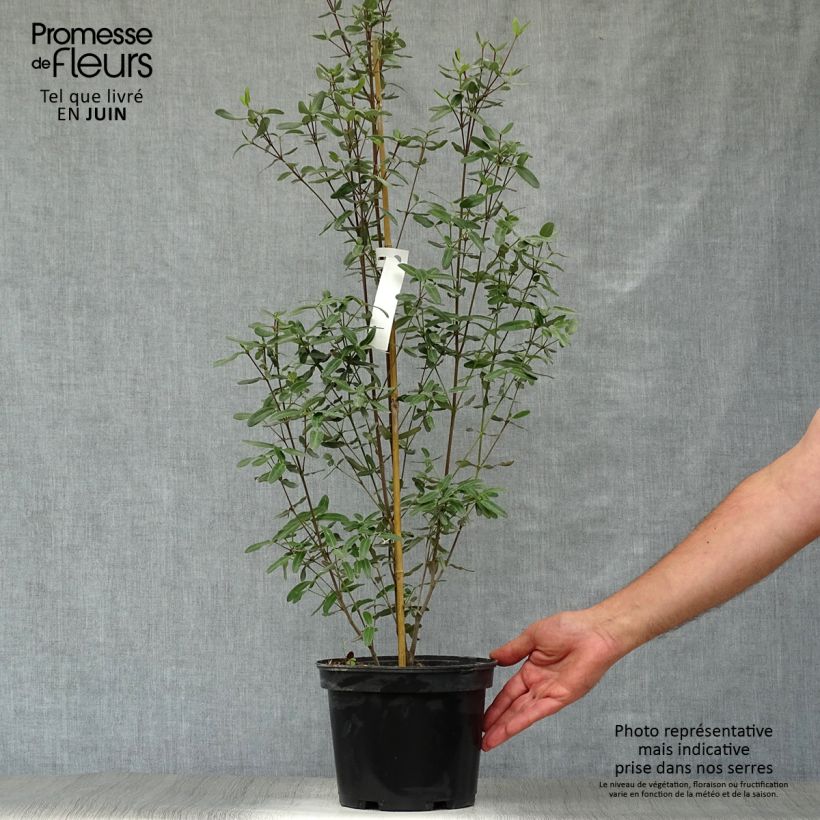 Spécimen de Eucryphia lucida Pink cloud Pot de 4L/5L tel que livré en été