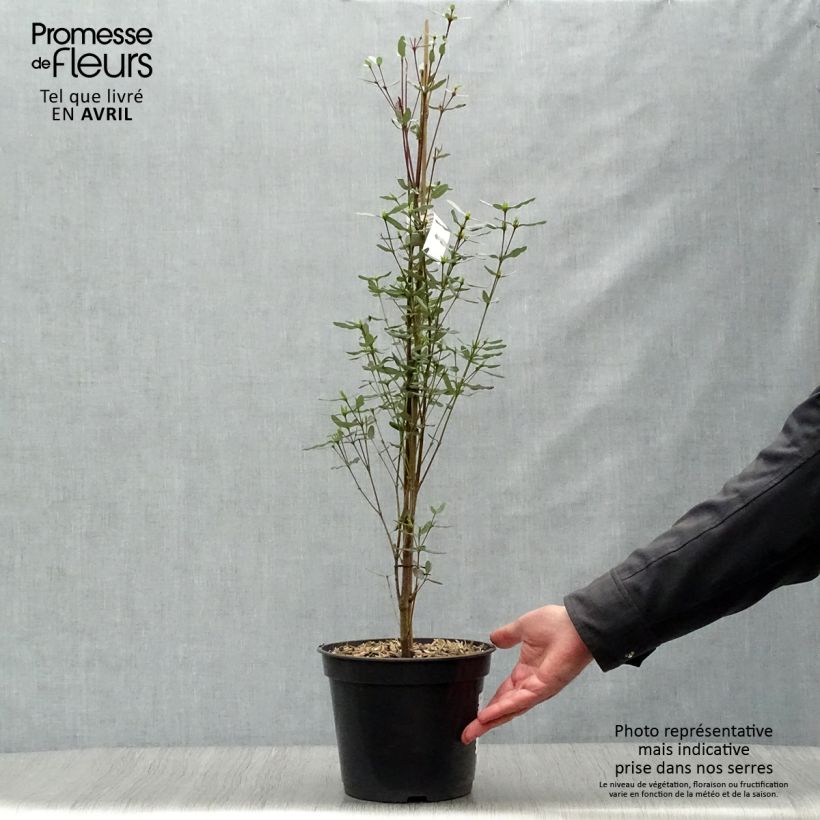Spécimen de Eucryphia lucida Pink cloud Pot de 4L tel que livré au printemps