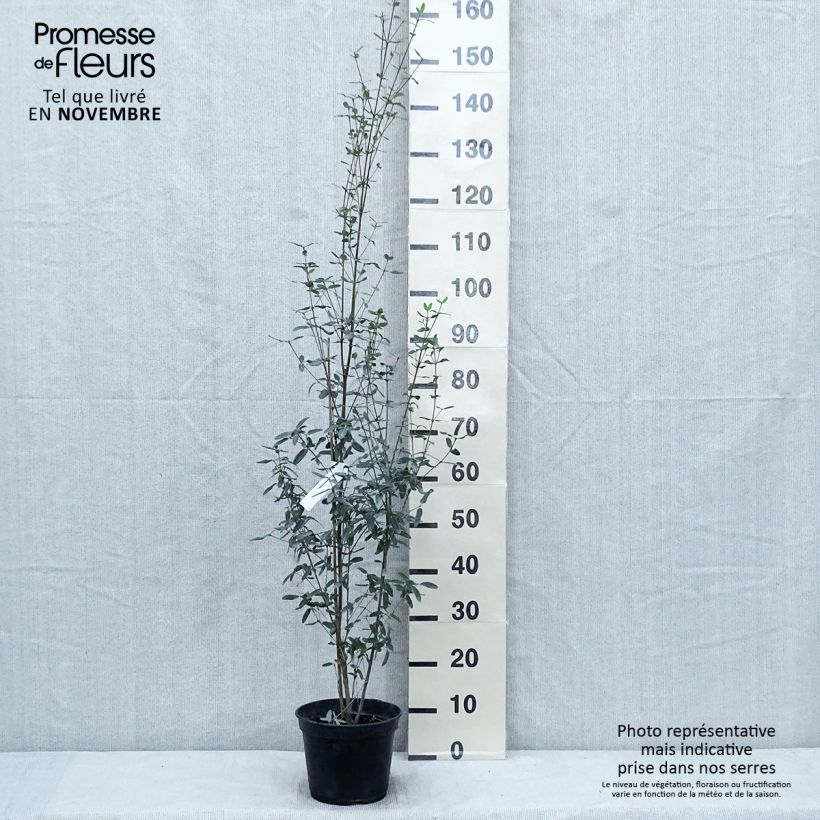 Spécimen de Eucryphia lucida Pink cloud Pot de 4L/5L tel que livré en automne