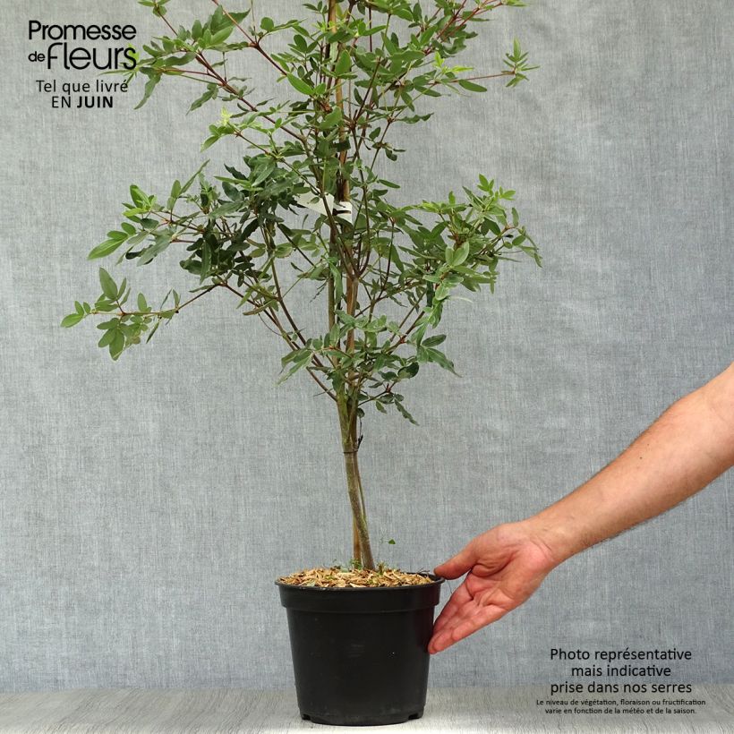 Spécimen de Eucryphia moorei - Eucryphia de Moore Pot de 4L/5L tel que livré en été