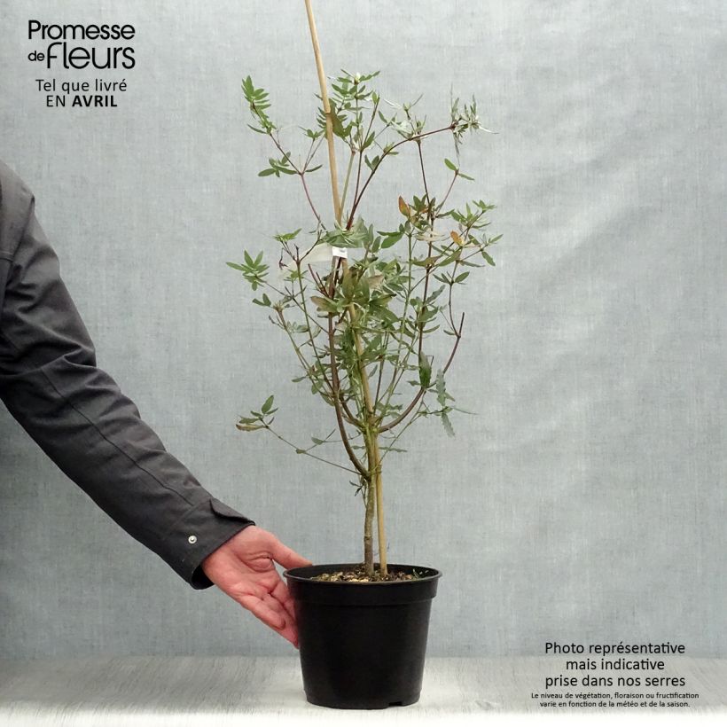 Spécimen de Eucryphia moorei - Eucryphia de Moore Pot de 4L tel que livré au printemps