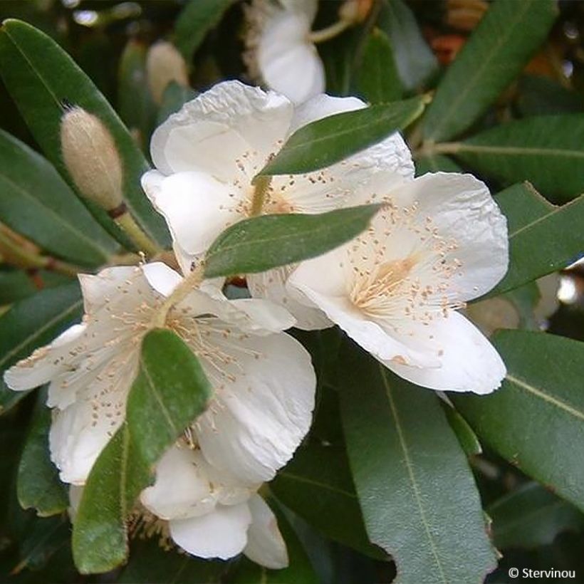 Eucryphia moorei - Eucryphia de Moore (Floraison)