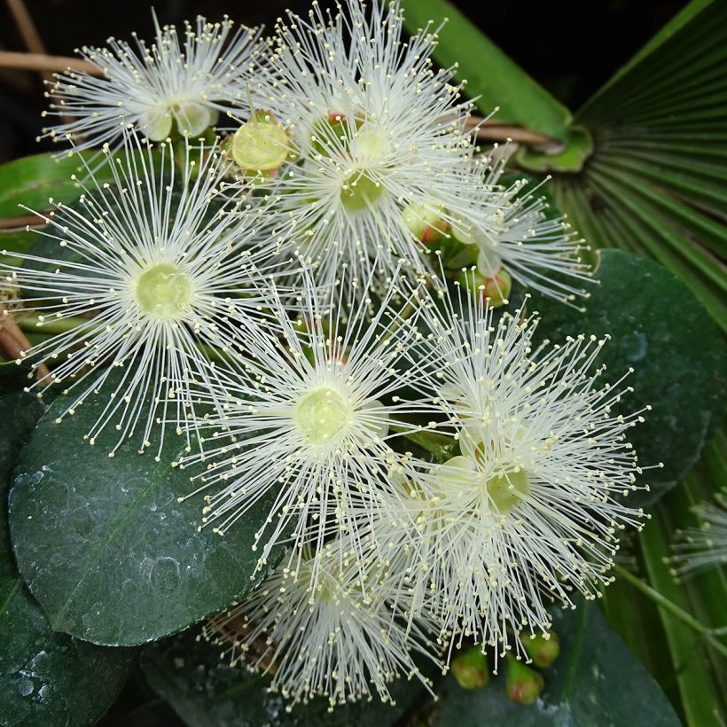 Eugenia Etna Fire - Cerisier de Cayenne (Floraison)