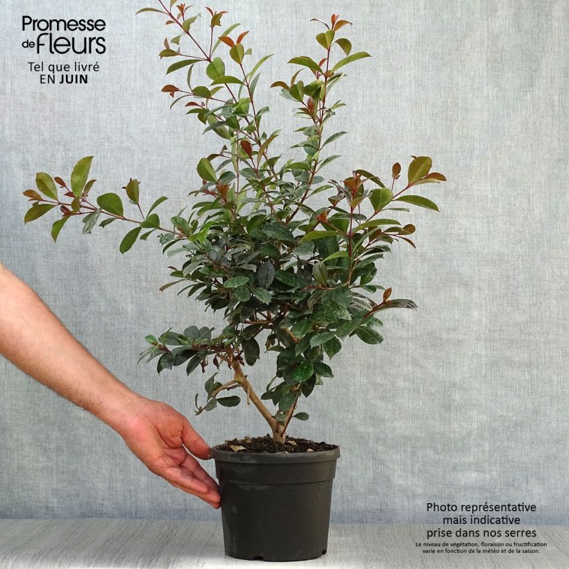 Spécimen de Eugenia Etna Fire - Cerisier de Cayenne Pot de 3L/4L tel que livré en été