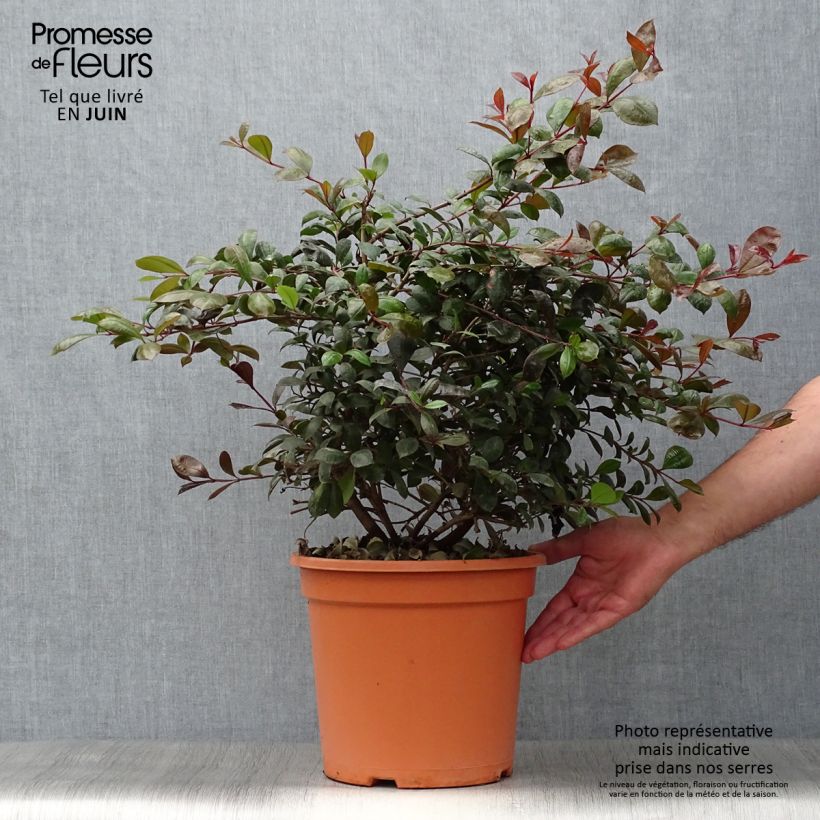 Spécimen de Eugenia Etna Fire - Cerisier de Cayenne Pot de 7,5L/10L tel que livré en été