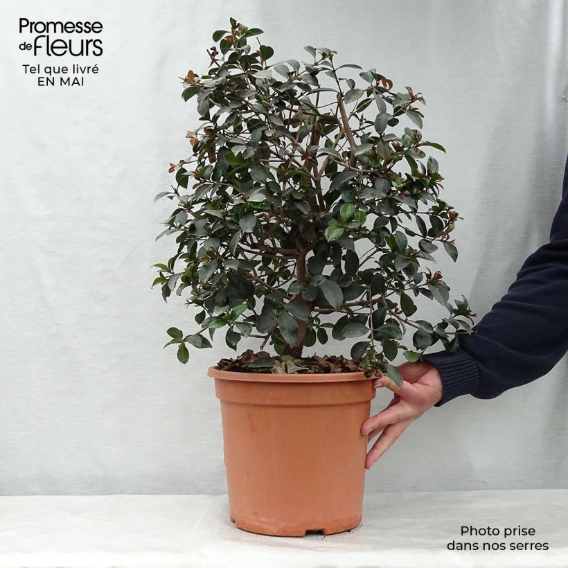 Spécimen de Eugenia Etna Fire - Cerisier de Cayenne en pot de 7,5L/10L tel que livré au printemps