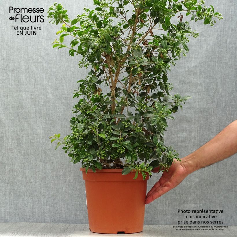 Spécimen de Eugenia myrtifolia New Port - Myrte d'Australie Pot de 4L/5L tel que livré en été
